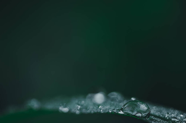 The concept of love the world green environment Water droplets on the leaves Blurred bokeh background - 写真・画像