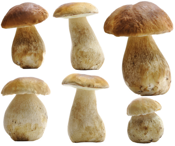 Белые грибы (белый гриб) набор изолированных - Фото, изображение
