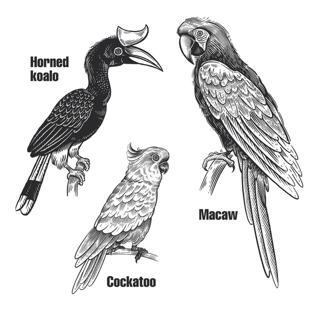 Birds parrots set. Tropical birds. Macaw, Cockatoo and Horned koalo. Black sketch of animals on a white background. Vintage engraving. Vector illustration. Isolated images. Wild life. Natural motive. - Vector, imagen