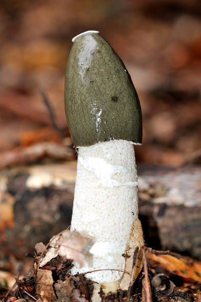 Stinkhorn (Phallus impudicus) sienet
 - Valokuva, kuva