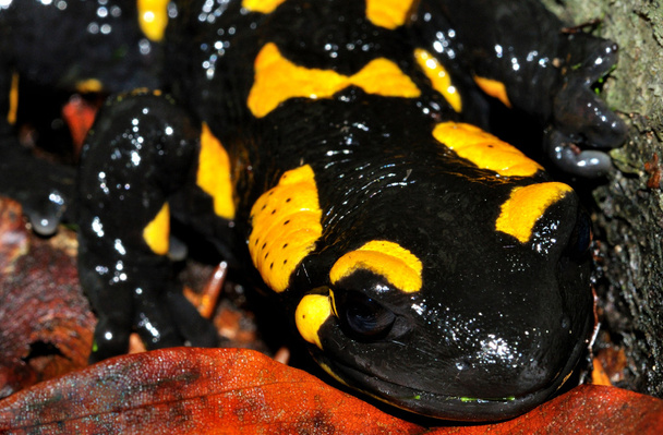 Fire salamander full face - Photo, Image