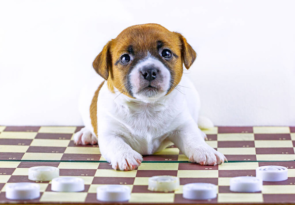 かわいい子犬のジャック・ラッセル・テリア、 1ヶ月の古い、下書きとチェスボードに座って、ボードゲーム,水平形式 - 写真・画像