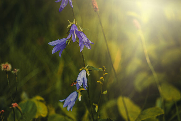 bela flor delicada sino de verão crescendo ao sol quente no jardim
 - Foto, Imagem