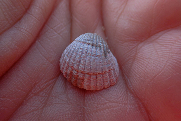 beautiful little white sea shell held in hands on a beach - Photo, Image