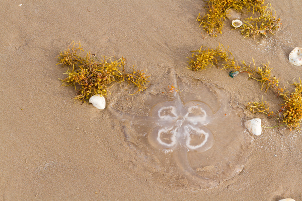 medúza - Fotó, kép