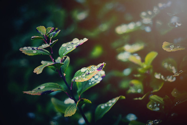belas folhas de outono do arbusto com gotas de chuva no sol quente da tarde
 - Foto, Imagem