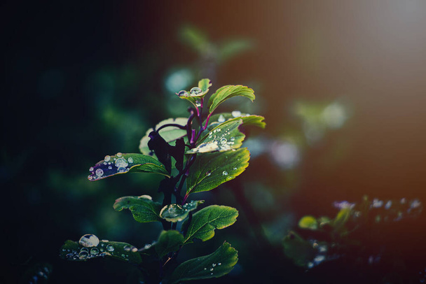 belas folhas de outono do arbusto com gotas de chuva no sol quente da tarde
 - Foto, Imagem