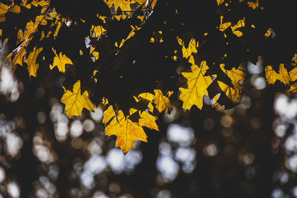 gyönyörű arany őszi juharfalevelek a fán meleg fényben - Fotó, kép