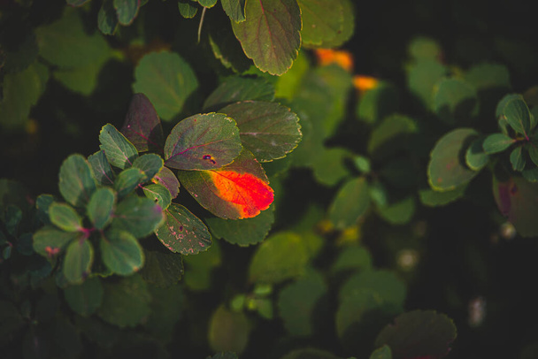 hermosas hojas de otoño rojas y anaranjadas del arbusto en primer plano en un día cálido en el jardín
 - Foto, imagen