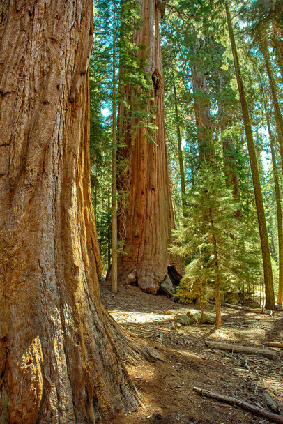 Sequoia-Nationalpark in Kalifornien, USA. - Foto, Bild