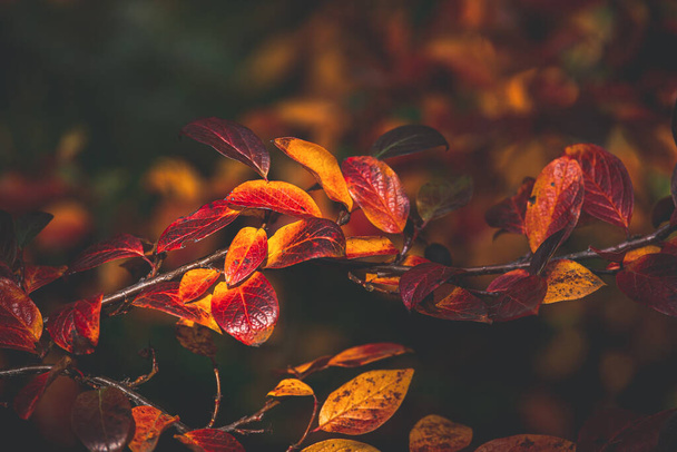 庭の暖かい日に近くに茂みの美しい赤とオレンジの紅葉 - 写真・画像