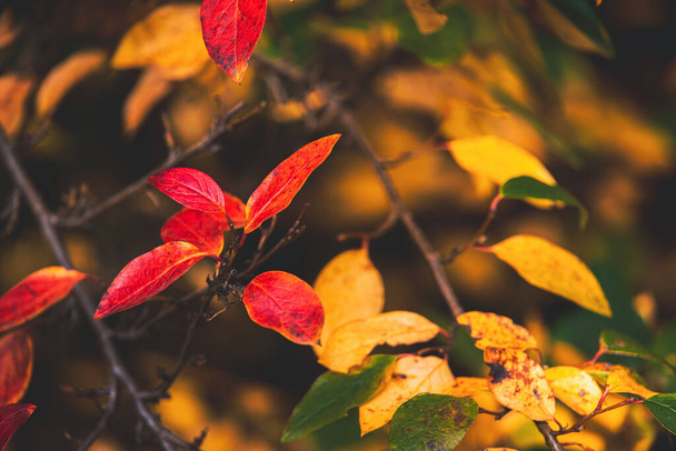 gyönyörű vörös és narancssárga őszi levelek a bokor közelről egy meleg napon a kertben - Fotó, kép