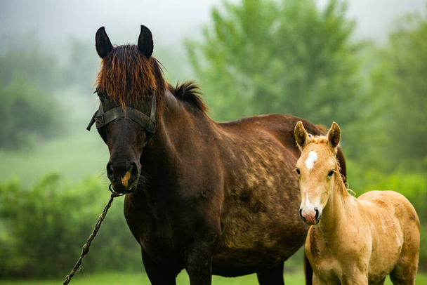 Horse Stud e il suo bellissimo puledro su un campo. cavallo sembra bello nel campo. - Foto, immagini