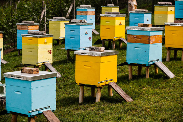 Bunte Bienenstöcke aus Holz im Bauerngarten. Honigbienenstöcke in Moldawien. Bienenhaus auf der Wiese mit Blumen und frischem grünen Gras zur Frühlingszeit. - Foto, Bild