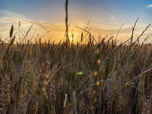 Захід сонця і пшеничний шип
 - Фото, зображення