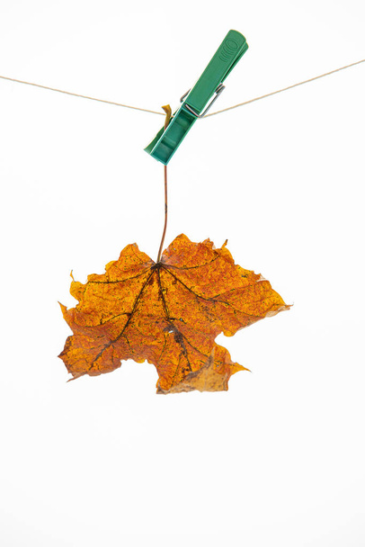 mooie kleurrijke herfst esdoorn blad op een witte geïsoleerde achtergrond vastgepind met een gesp clip opknoping op een string - Foto, afbeelding