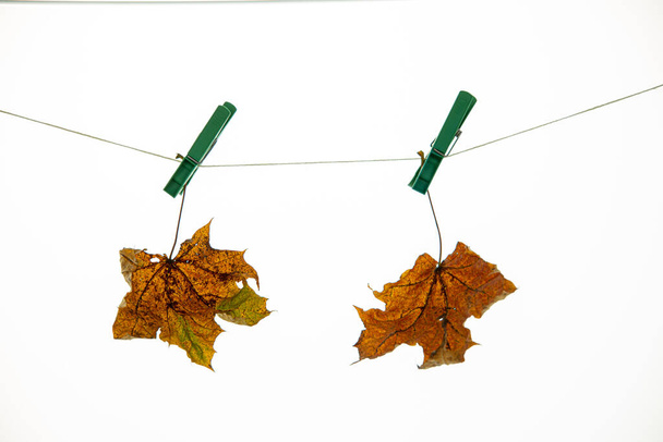 piękny kolorowy jesienny liść klonu na białym odizolowanym tle przypięty klamrą wiszącą na sznurku - Zdjęcie, obraz