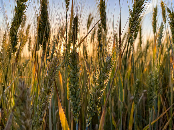 Сонце і пшеничний шип
 - Фото, зображення