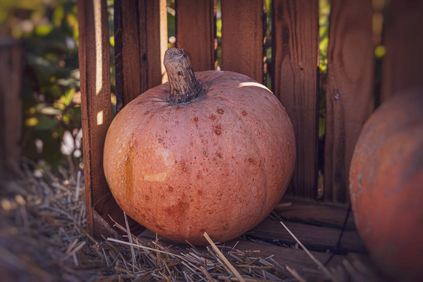 beautiful orange autumn fresh pumpkin lying outdoors as a decoration - 写真・画像