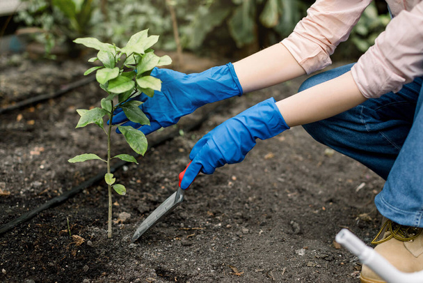 Closeup cropped image of hands of young woman in blue rubber gloves, holding gardening spade, planting the lemon tree, while working in garden or greenhouse - Photo, Image