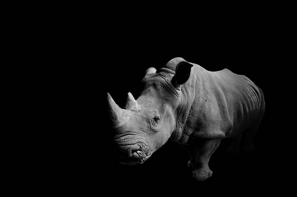 Rhino avec fond noir - Photo, image