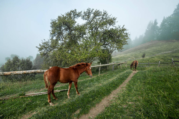 horses graze in the mountains - Foto, afbeelding