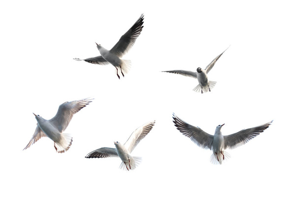 SEAGULL. Létající racek s bílým pozadím. - Fotografie, Obrázek
