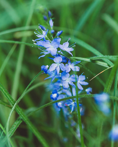 Blue field Polemonium blooms on a background of grass. Medicinal and decorative herbs and flowers of Russia - Photo, Image