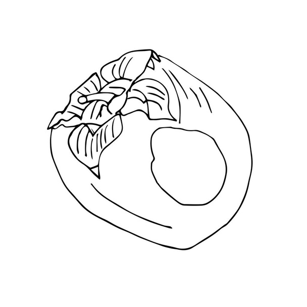 Contour Sketch of persimmon , fruit on a white background - Vetor, Imagem