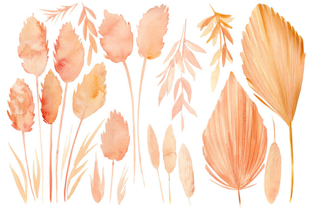 Conjunto de desenhos de plantas secas, Folhas Tropicais, sobre fundo branco, ilustração aquarela, ervas bege
 - Foto, Imagem