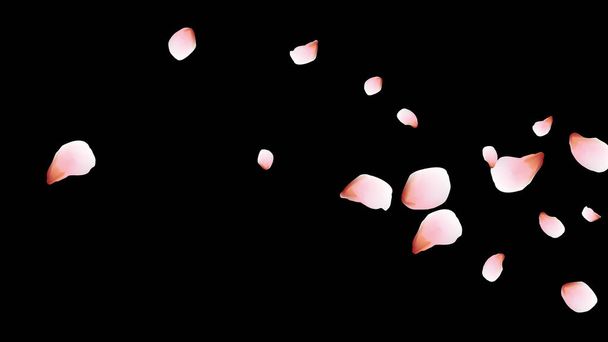 Cherry petals. Pink flying petals. Flower design. - Vector, Image