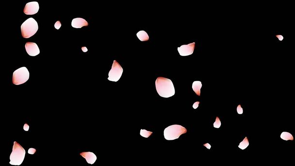 桜の花びら。ピンクの空飛ぶ花弁。花のデザイン. - ベクター画像