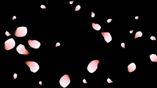 Cherry petals. Pink flying petals. Flower design. - Vector, Image