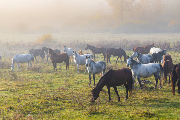 Стадо лошадей на севере Венгрии - Фото, изображение