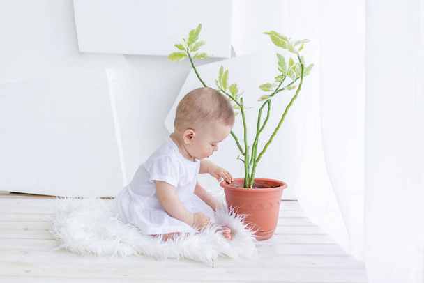 Маленькая девочка 6 месяцев, сидящая в белой одежде в яркой квартире у окна с комнатным цветочком, ребенком по уходу за растениями - Фото, изображение