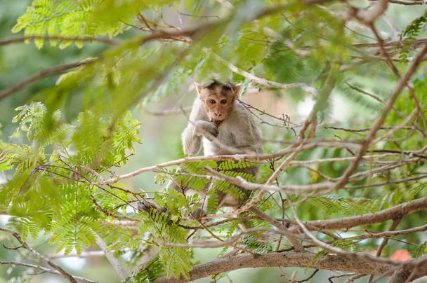 Zdjęcie małpy jedzącej siedzi na drzewie. Wyprodukowany w Puttaparthy, Indie - Zdjęcie, obraz