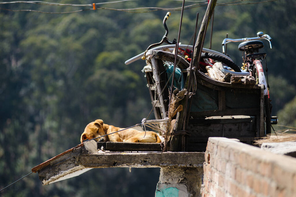Φωτογραφία του φτωχού σκύλου που κοιμάται κοντά σε σωρό απορριμμάτων - Φωτογραφία, εικόνα