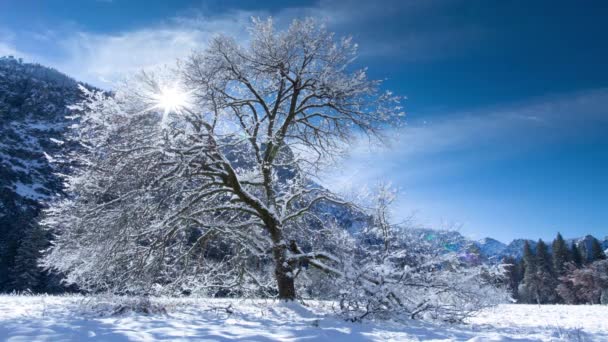 Frosty winterboom en zonlicht bij Yosemite Valley - Video