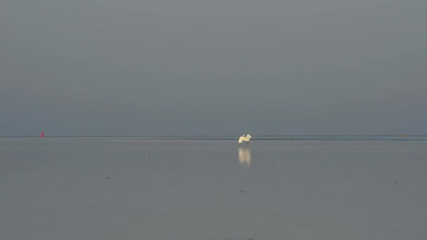 Witte egretta garzetta jacht op vis. Een egretta garzetta loopt over het water op zoek naar kleine visjes. Een middelgrote moerasvogel van de reigerfamilie, wijd verspreid in het warme klimaat  - Video