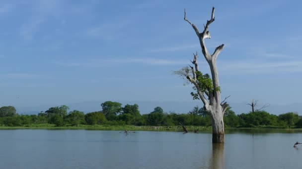 Reservatório Mau Ara no Parque Nacional Udawalawe no Sri Lanka
 - Filmagem, Vídeo