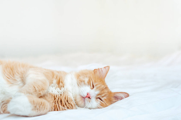 Niedliche schlafende Ingwerkatze am weißen Bett. Konzept des ruhigen und gemütlichen Komforts von Haustieren - Foto, Bild