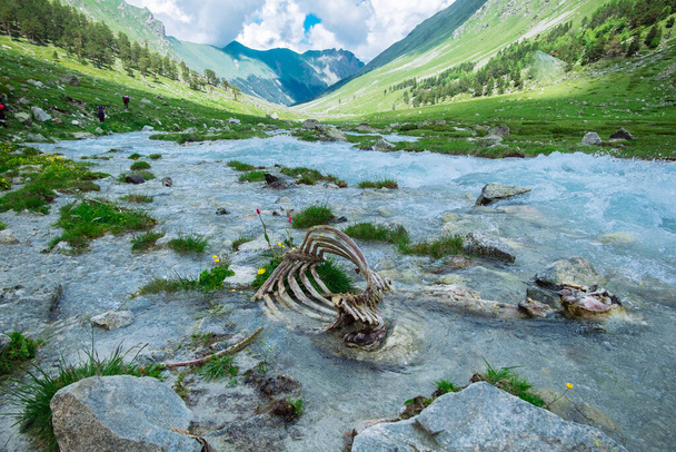 οστά ζώων στο ποτάμι του βουνού. Οικολογικό πρόβλημα ρύπανσης του περιβάλλοντος. φυσική επιλογή στην άγρια φύση. τοπίο - Φωτογραφία, εικόνα