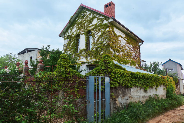 overgrown in green ivy decorative plant countryside vacation house - Foto, imagen