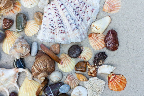 Seashells, sea stars, coral and stones on the sand, summer beach sea background travel concept - Foto, Imagem