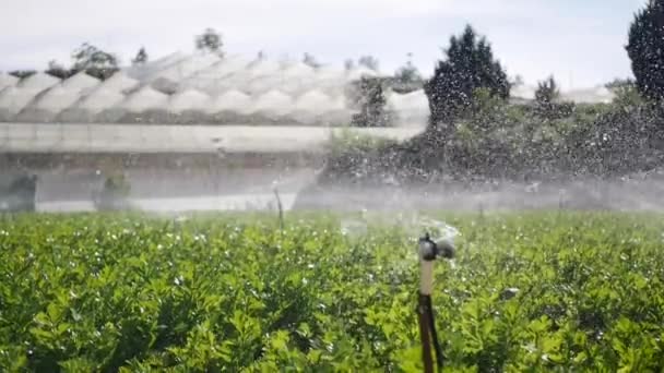 Gruppe von rotierenden Sprinklern, die Wasser im Selleriefeld versprühen. Bewässerungssystem für die Landwirtschaft. Spritztropfen auf Plantage - Filmmaterial, Video
