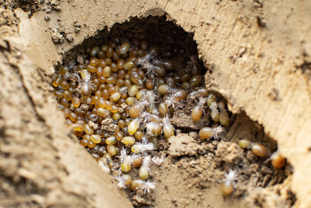 Myyrä kriketti pesä maaperässä munia ja haudottu nymfit - Valokuva, kuva
