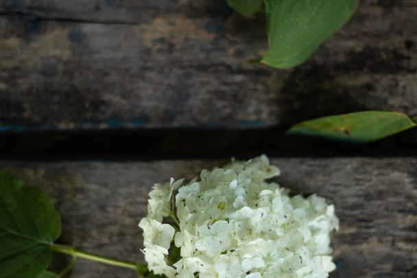 μπουμπούκι από λευκά ανθισμένα λουλούδια σε ξύλινο φόντο - Φωτογραφία, εικόνα