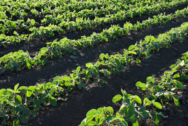 Agriculture, green cultivated soybean plants in field, spring time, selective focus - Foto, immagini
