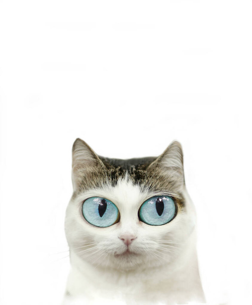 śmieszne słodkie niebieski oczy kot zbliżenie portret odizolowany na biały - Zdjęcie, obraz