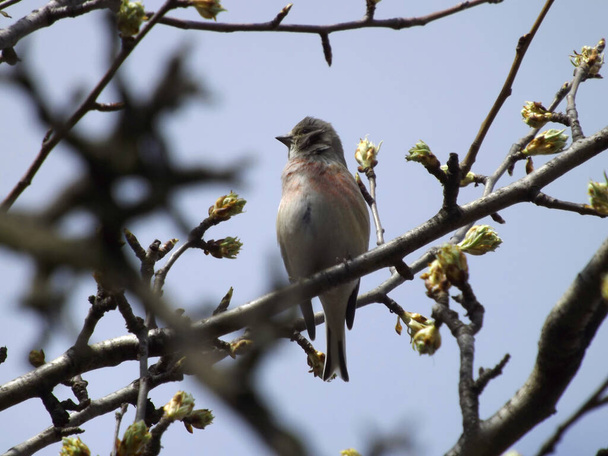 Linnet bird on a tree branch with blooming buds. - Photo, Image